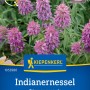 Kiepenkerl Saatgut Indianernessel Zitronenmonarde mit rosa-violetten Blüten.