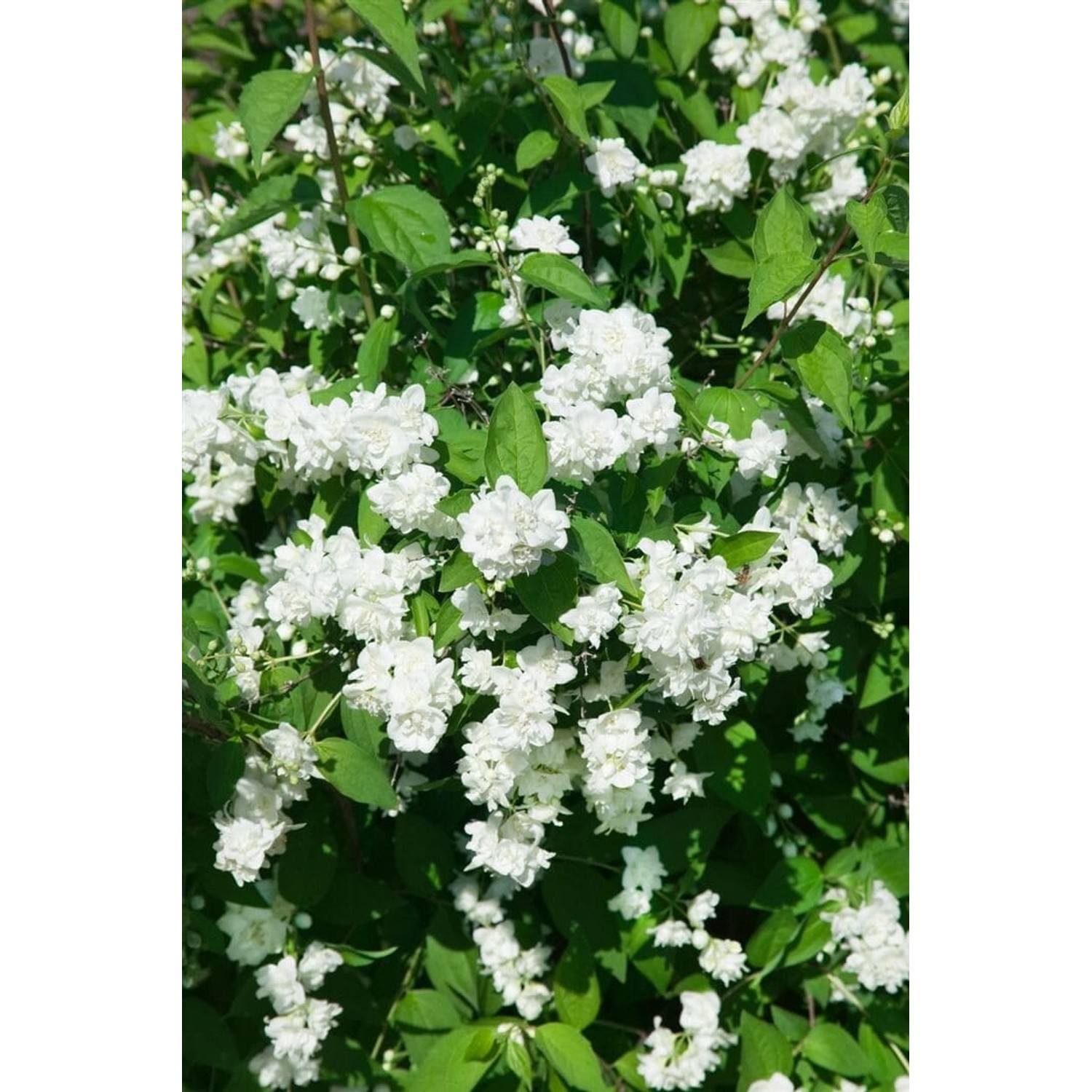 Philadelphus Bouquet Blanc Pfeifenstrauch Weiß 100–125 cm günstig online kaufen
