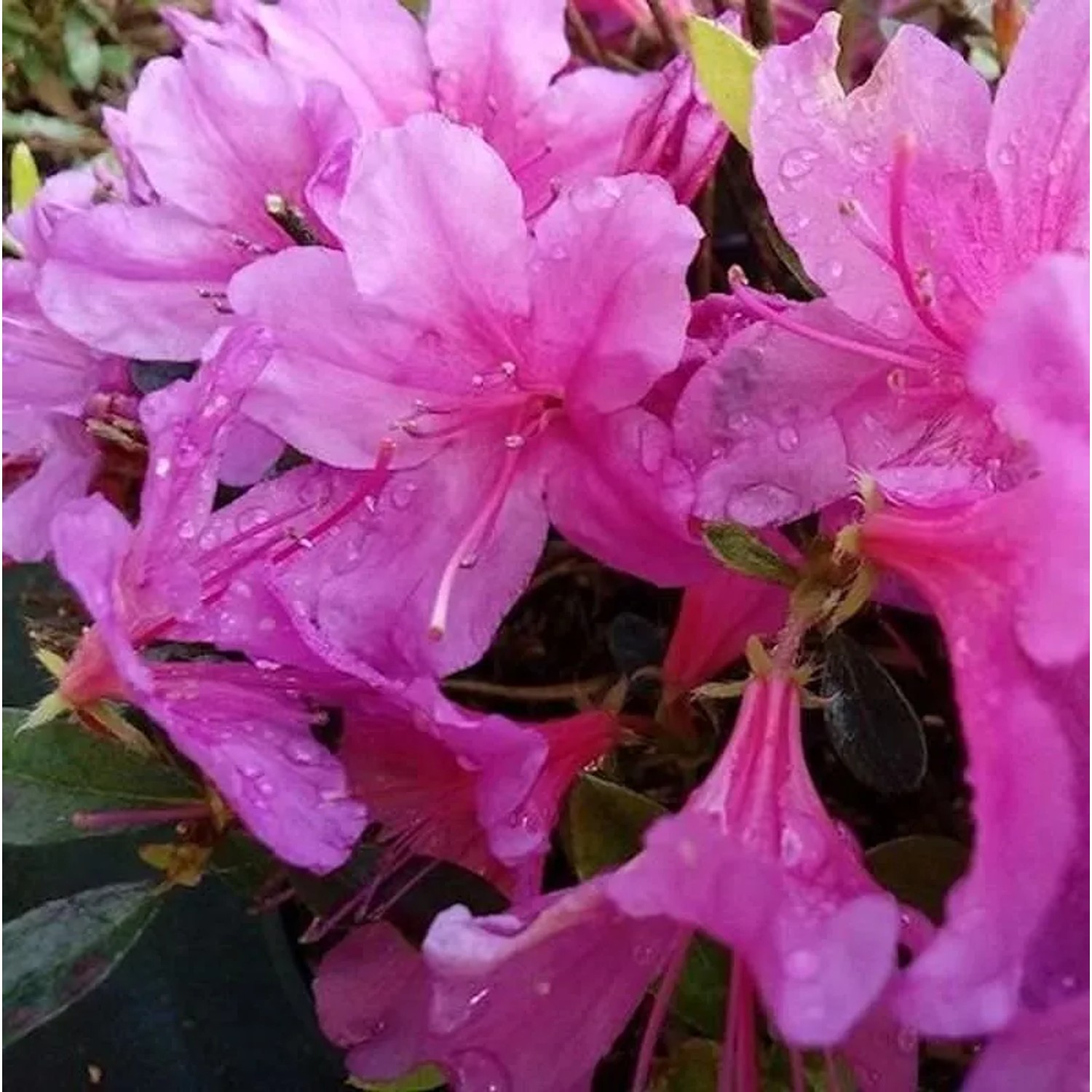 Kriechende Immergrüne Zwerg Azalee Iguazu 40-50cm - Rhododendron nakaharai