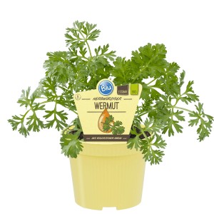 Blu Echter Wermut im Topf (Ø 12cm), Küchenkräuter für Beet & Balkon.