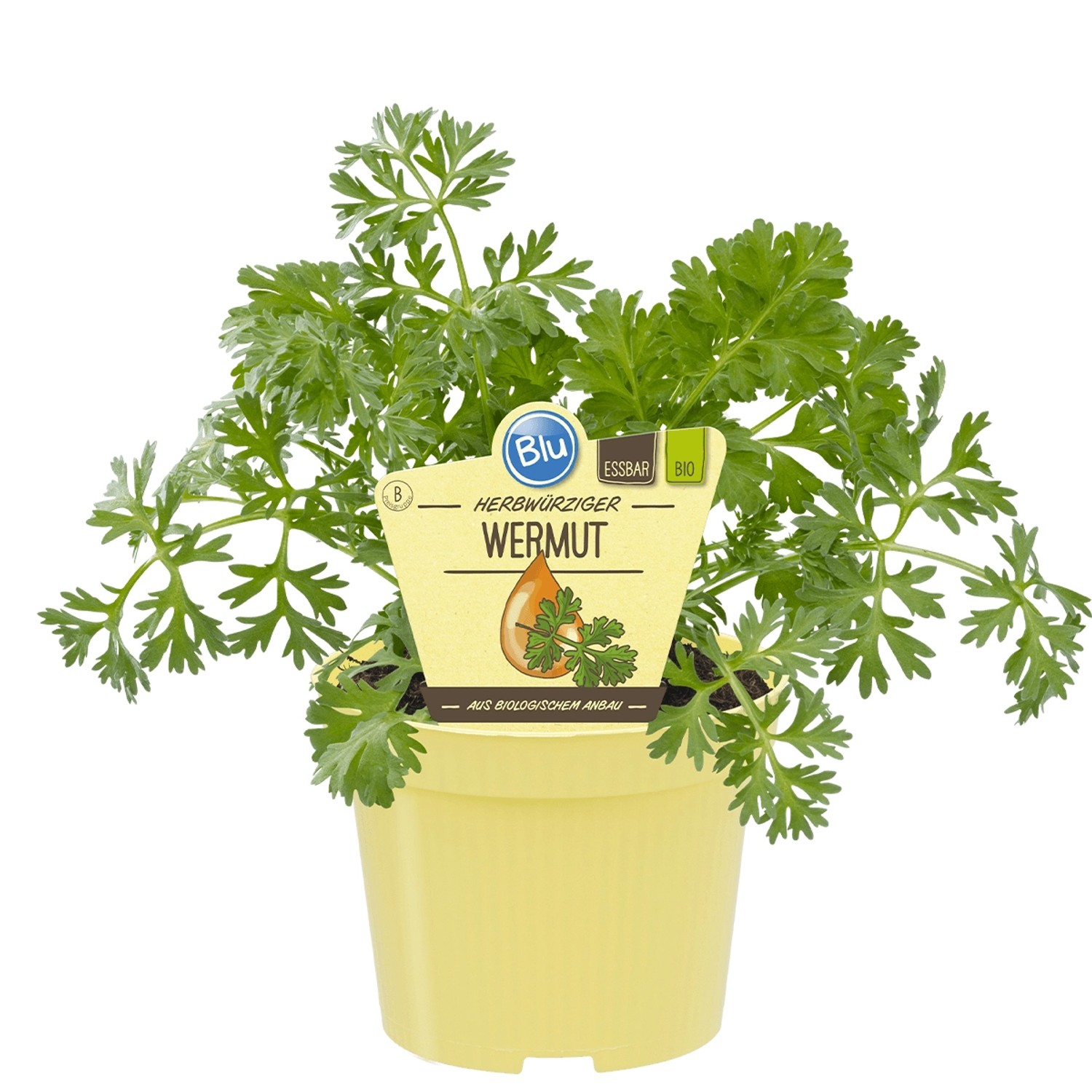 Blu Echter Wermut Topf-Ø ca. 12 cm