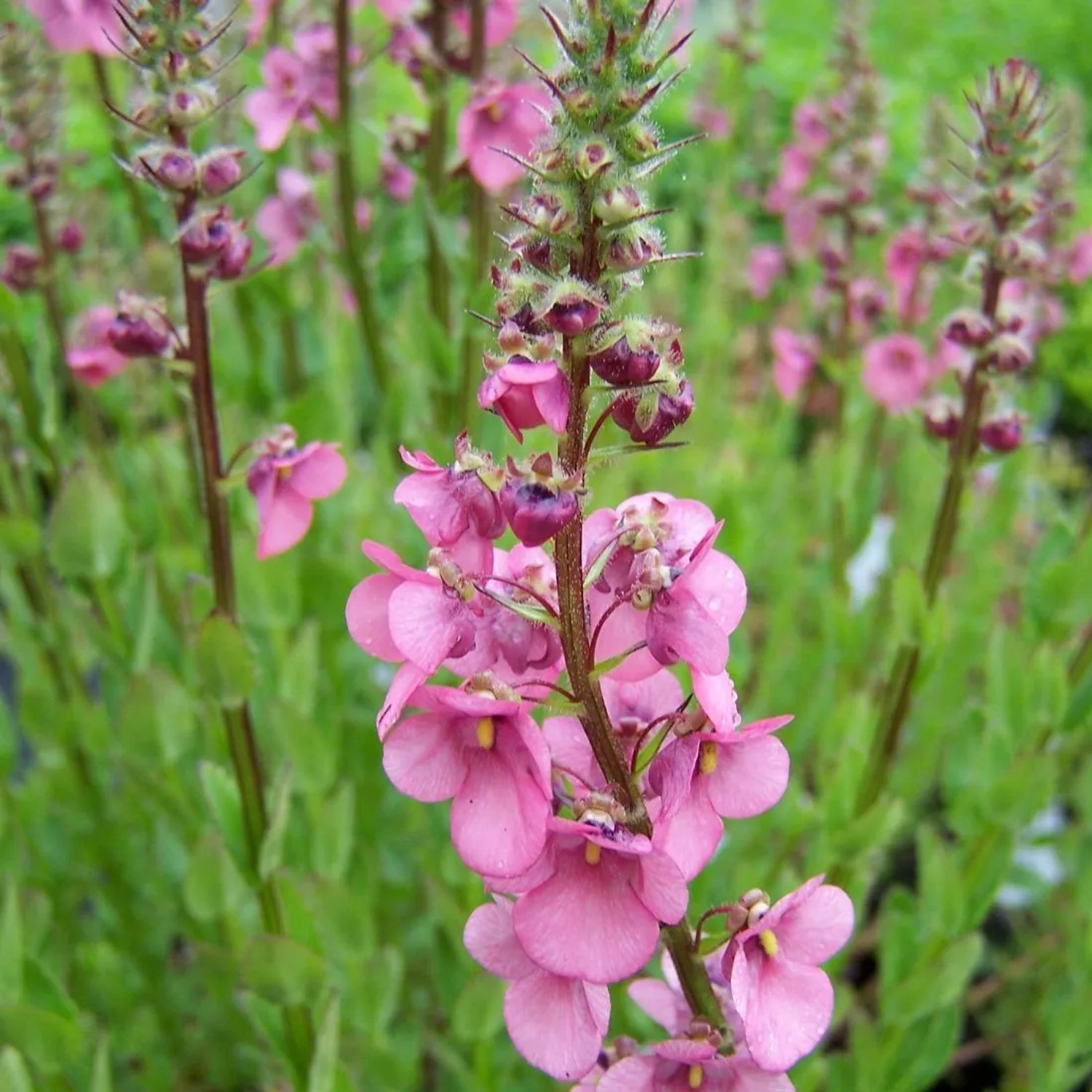6 x Elfenspiegel 'Ruby Field' Diascia Topf 9cm Langblühend
