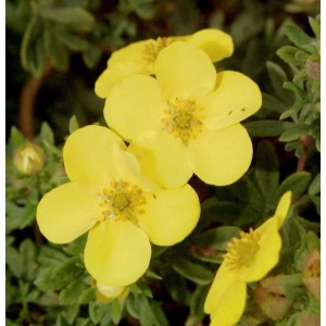 Gelbe Blüten des Fünffingerstrauchs 'Sommerflor' (Potentilla fruticosa), Nahaufnahme der Staude.