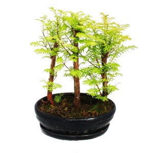 bonsai tools japan Kaneshin Japanese Beginners Bonsai Tool Set main image 0