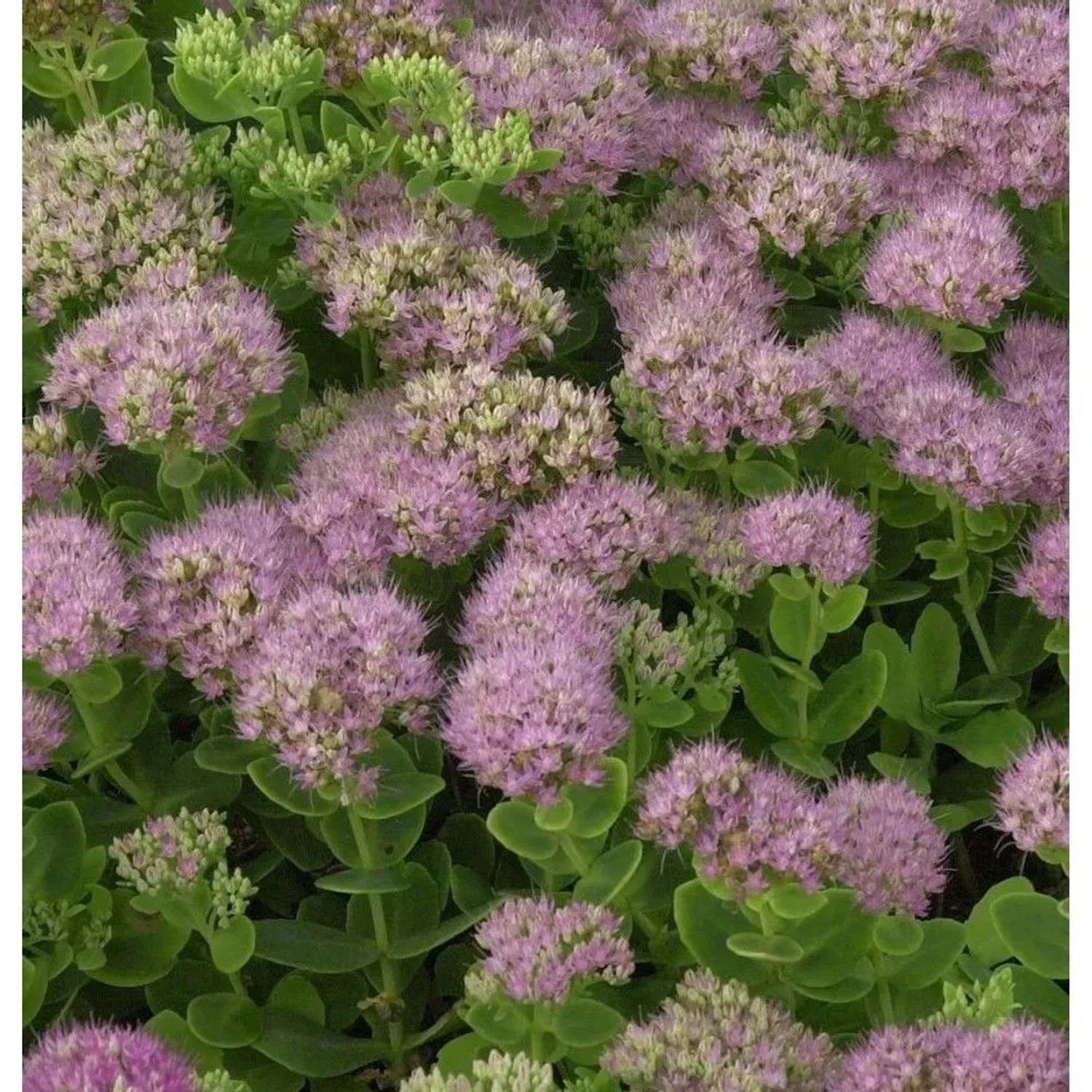 Prächtige Fetthenne Rosenteller - Sedum spectabile