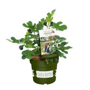 Kompakte Feige Lucky Berry im Topf, ca. 30-40 cm hoch. Ideal für Balkon und Terrasse.
