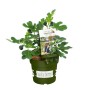 Kompakte Feige Lucky Berry im Topf, ca. 30-40 cm hoch. Ideal für Balkon und Terrasse.