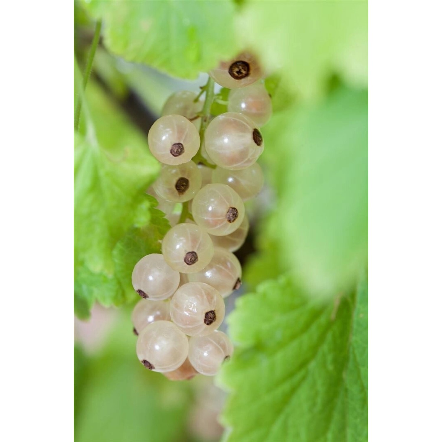 Ribes Rubrum Weiße Versailler Weiße Johannisbeere 60 Cm Stammhöhe günstig online kaufen