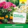 Blühende Balkonpflanzen mit Neudorff Azet Balkonpflanzen-Dünger für gesundes Wachstum.