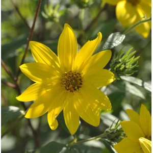Gelbe, kleinköpfige Stauden-Sonnenblume (Helianthus microcephalus) im Detail.