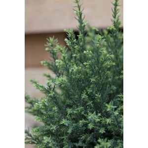 Detailaufnahme der Chamaecyparis lawsoniana 'Snow White', einer weißen Heckenpflanze.