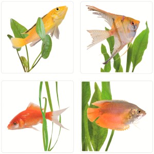 Fliesensticker mit Fischmotiven, 4 Stück, ideal zur Dekoration von Bad und Küche.