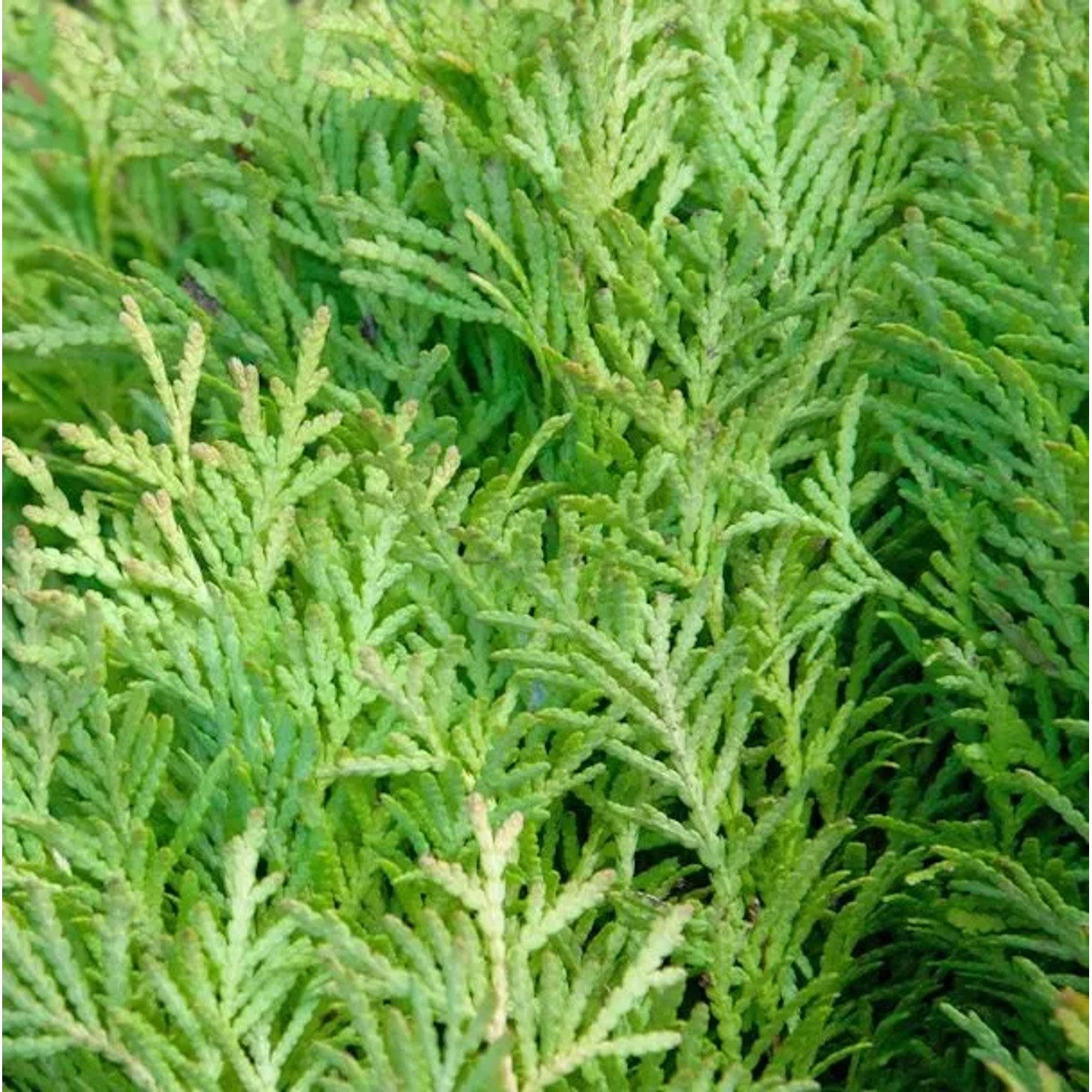 Hochstamm Zwerglebensbaum Amber Glow 60-80cm - Thuja occidentalis