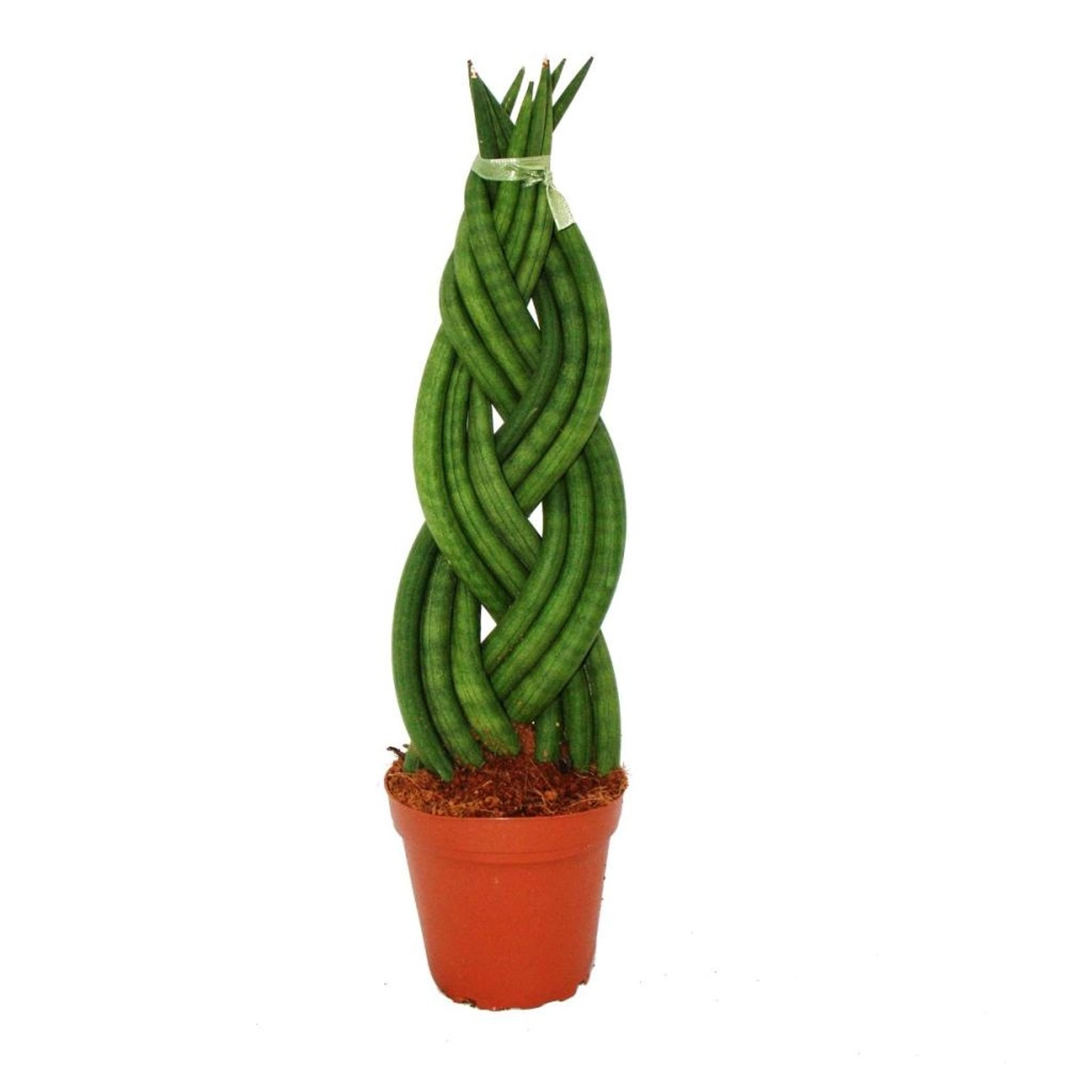 Exotenherz Sansevieria Cylindrica Twister Geflochten Bogenhanf Schwiegermut günstig online kaufen