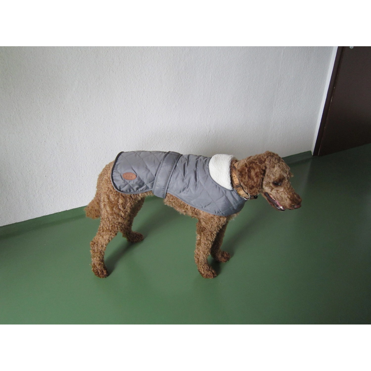 Grauer Heim Hundemantel Banbury Gr. S mit Kragen am braunen Pudel.