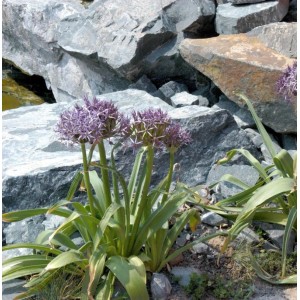 Sternkugellauch - Allium christophii