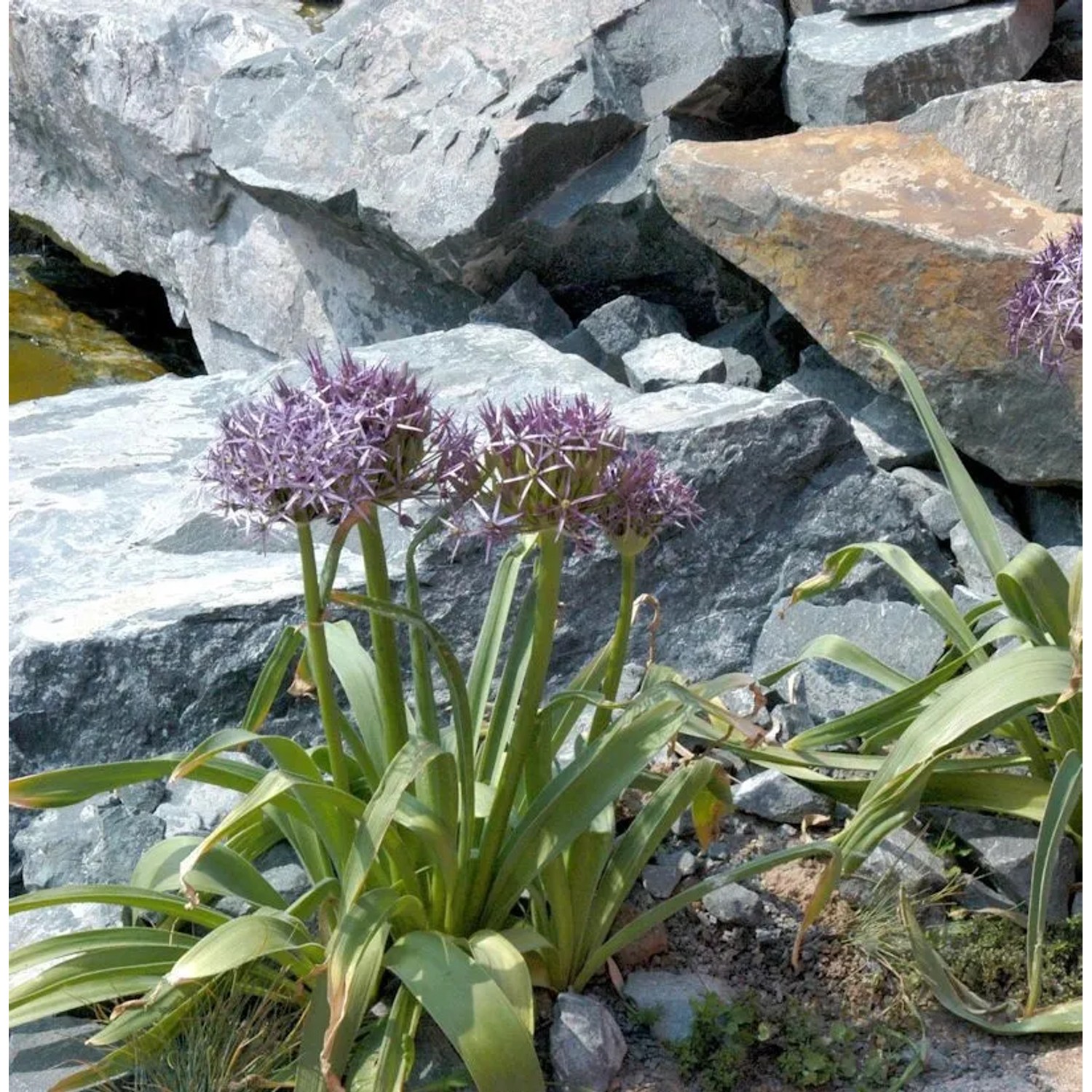 Sternkugellauch - Allium christophii