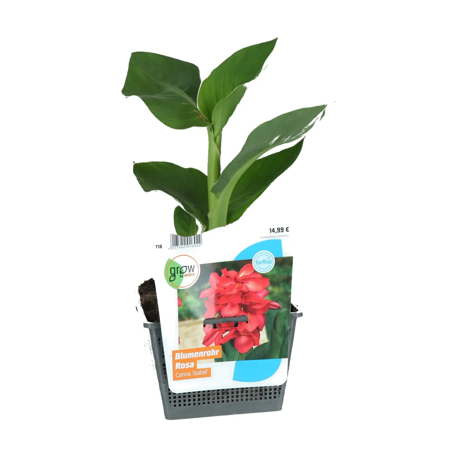 Indisches Blumenrohrmit Knospen/Blüten RosaTopf-Ø ca. 18 cm Canna
