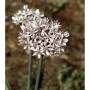 Zier Lauch Allium nigrum mit kugelförmigen, hellrosa Blüten auf grünem Stiel. Eine schöne Staude für den Garten.