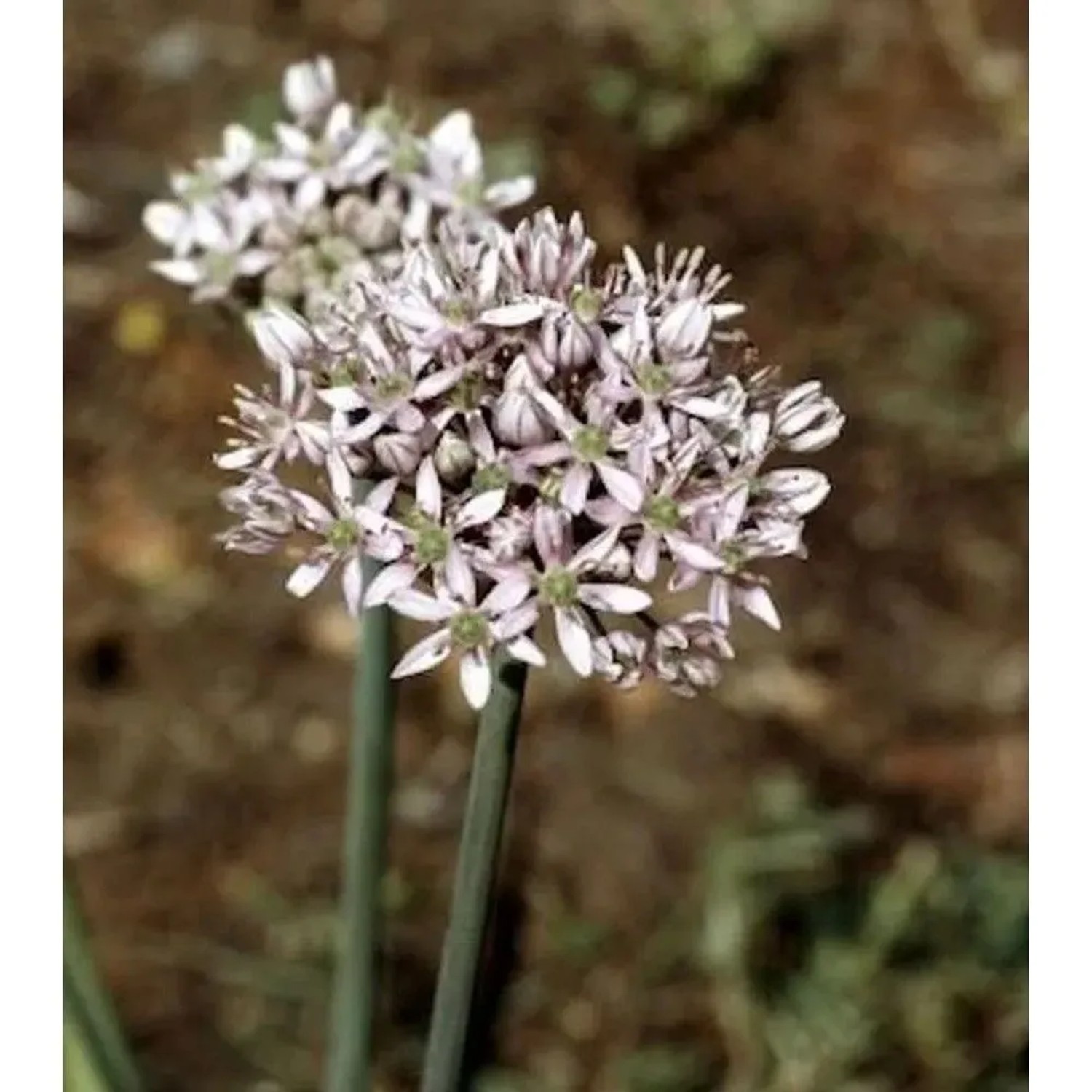 Zier Lauch - Allium nigrum