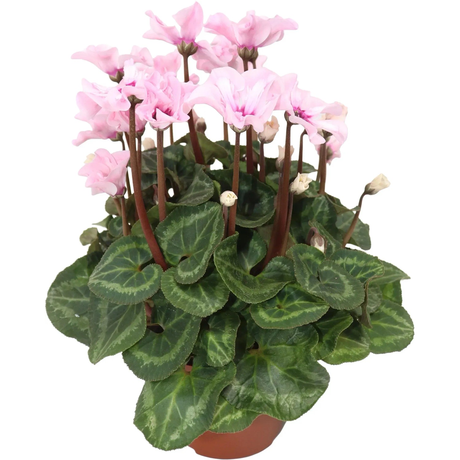 Produktbild von Alpenveilchen Cyclame Persicum 12 Cm Topf Kaufen | Globus Baumarkt
