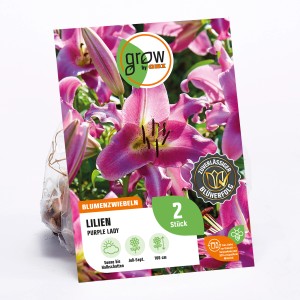 Lilie Purple Lady, ca. 100cm hoch. Blüten in Lila mit weißem Rand. Blumenzwiebel von GROW by OBI.