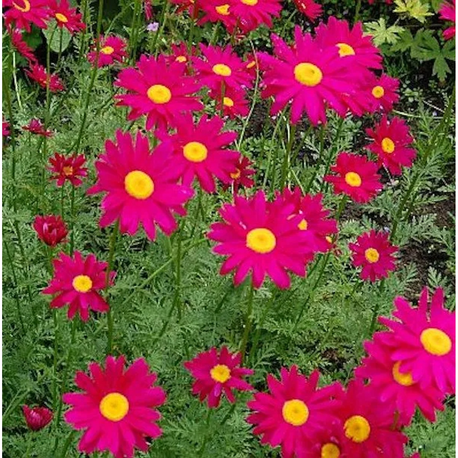 Bunte Magerite Robinons rot - Tanacetum coccineum