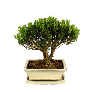 Exotenherz Bonsai Buchsbaum in Keramikschale, ein Outdoor-Bonsai für Garten und Terrasse.