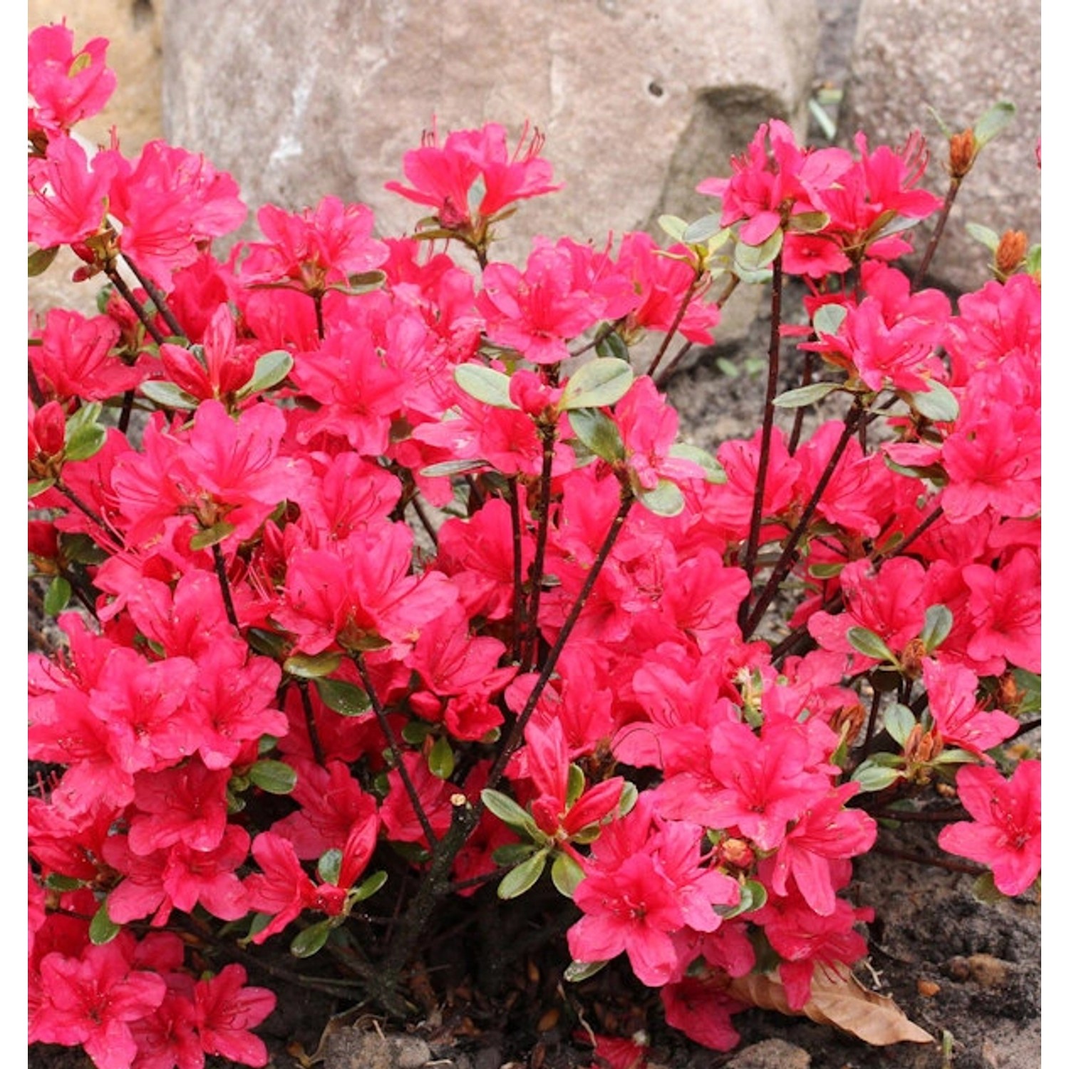 Japanische Azalee Elfie 40-50cm - Rhododendron obtusum - Zwerg Alpenrose günstig online kaufen