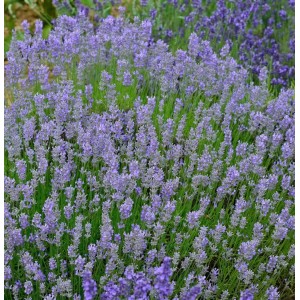 Blühender Lavendel Grosso (Lavandula intermedia) im Gartenbeet.