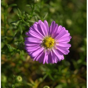 Nahaufnahme einer lila Kissenaster (Aster dumosus Tina) mit gelber Blütenmitte.