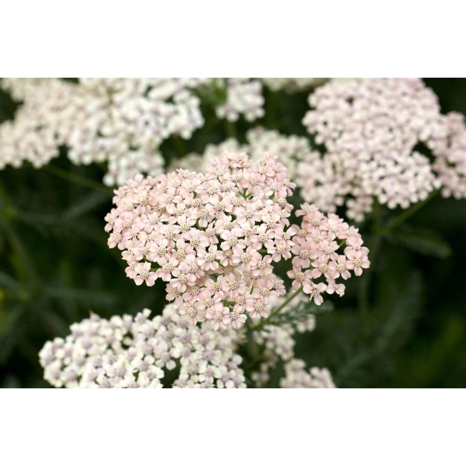 Achillea Millefolium Apfelblüte Schafgarbe Ca. 9x9 cm Topf günstig online kaufen