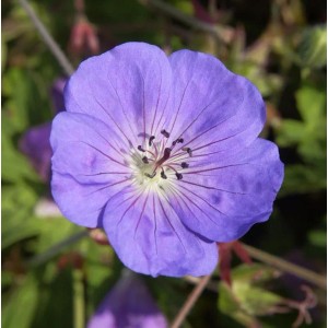 Storchenschnabel Rozanne - Geranium wallichianum