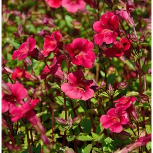 Gauklerblume 'Roter Kaiser': Rote Blüten der Mimulus cupreus Staude im Detail.