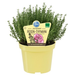 Blu Bio-Rosen-Thymian im Topf, ca. 12 cm. Duftende Kräuter für Küche & Garten.