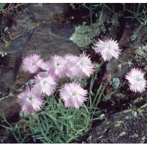 Rosa Pfingstnelke (Dianthus gratianopolitanus) 'La Bourboule' zwischen Steinen.