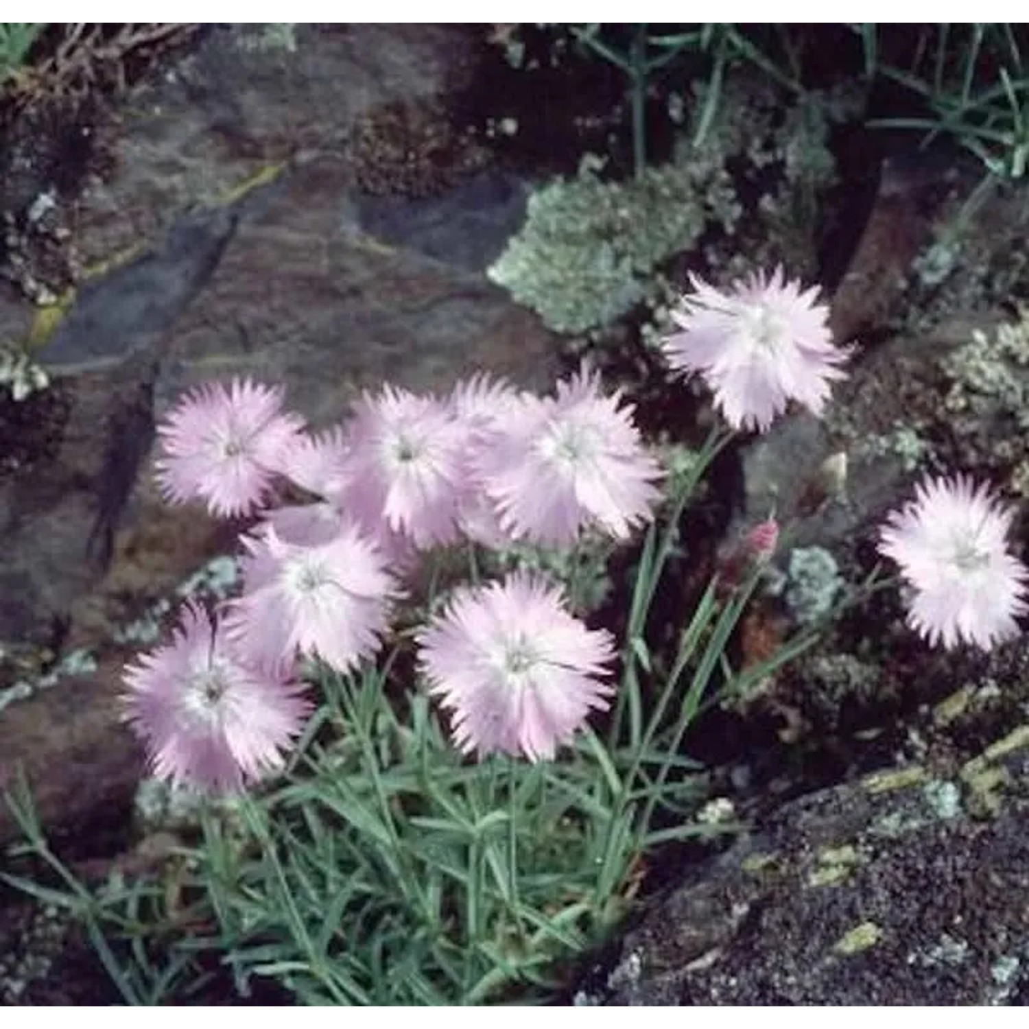 Pfingstnelke La Bourboule - Dianthus gratianopolitanus