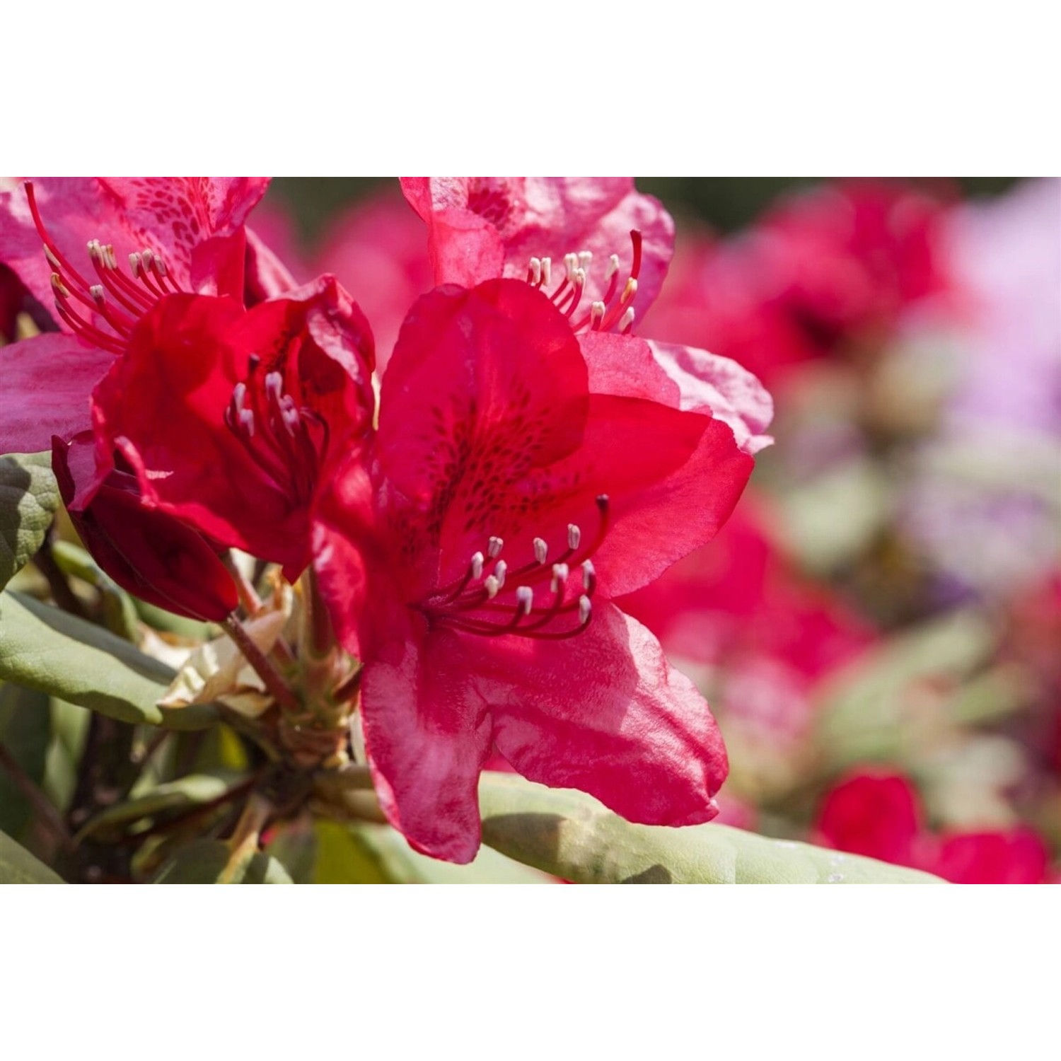 Rhododendron Hybr. Hachm. Feuerschein Leuchtend Rot 80–90 cm günstig online kaufen