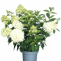Baumfink Rispenhortensie Skyfall als Topfpflanze 60-80cm