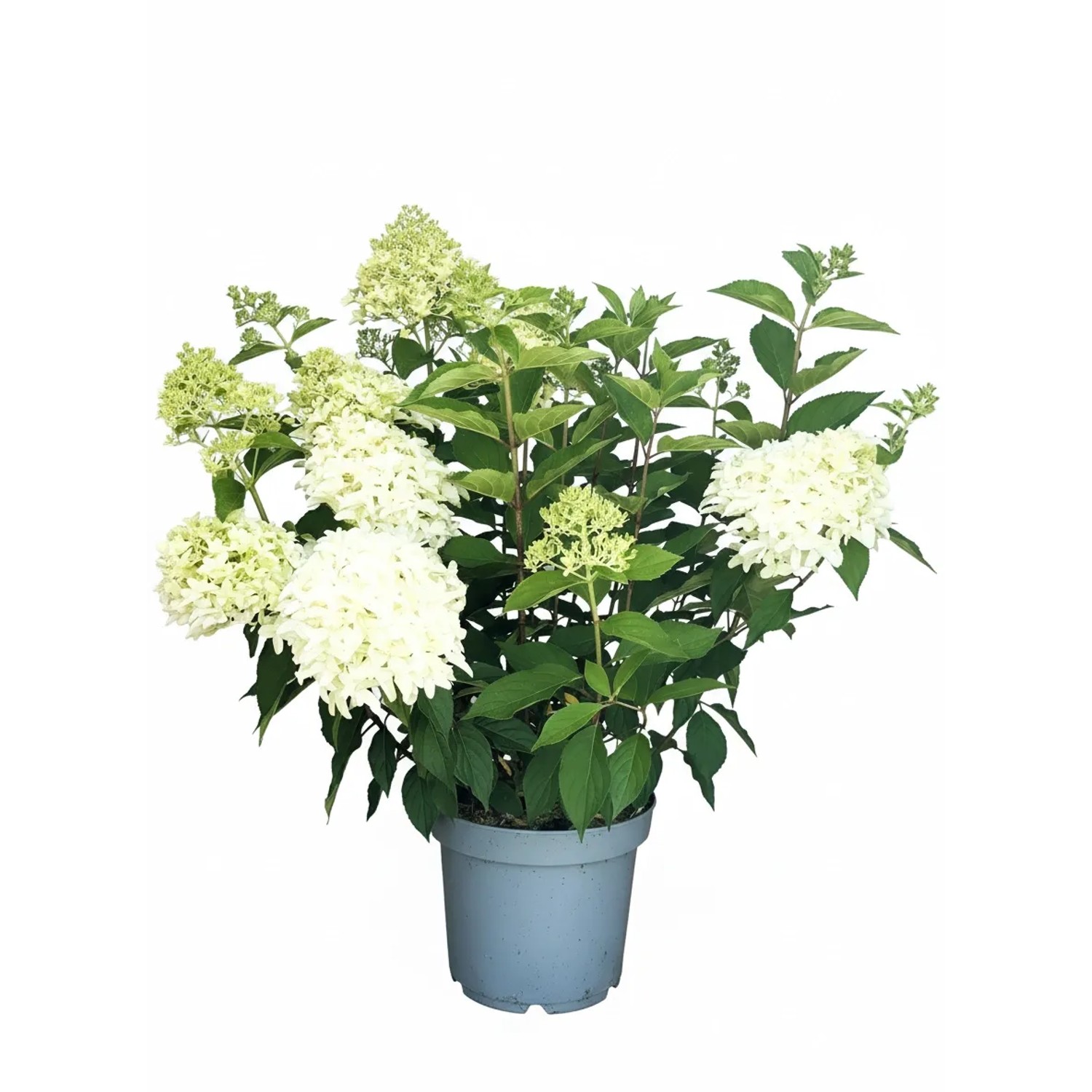 Baumfink Rispenhortensie Skyfall als Topfpflanze 60-80cm