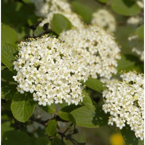 Nahaufnahme des Wolligen Schneeballs (Viburnum lantana) mit weißen Blüten.
