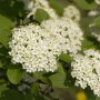 Nahaufnahme des Wolligen Schneeballs (Viburnum lantana) mit weißen Blüten.