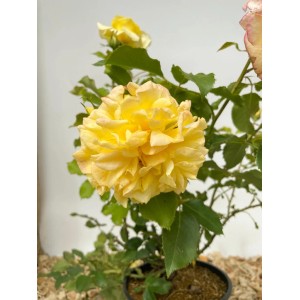 Gelbe Baumfink Edelrose 'Sterntaler' im Topf mit üppiger Blüte.