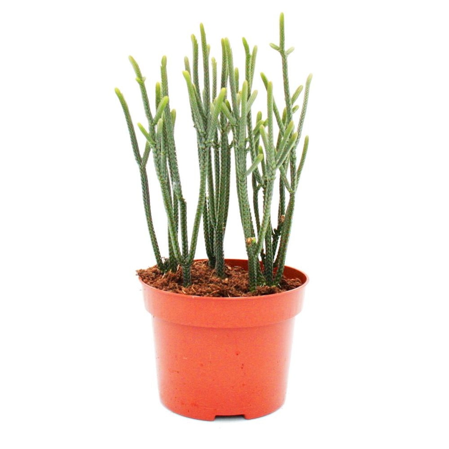 Exotenherz Sukkulente Crassula Muscosa Harmony In Green 10cm Topf günstig online kaufen