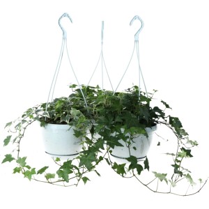 GROW by OBI Efeu-Ampel Sortenauswahl Topf-Ø ca. 17 cm Hedera helix