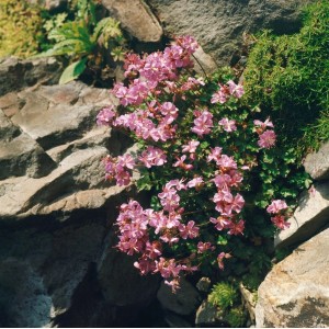 Rosa Geranium Dalmaticum 'Bressingham Pink' Staude im Steingarten.