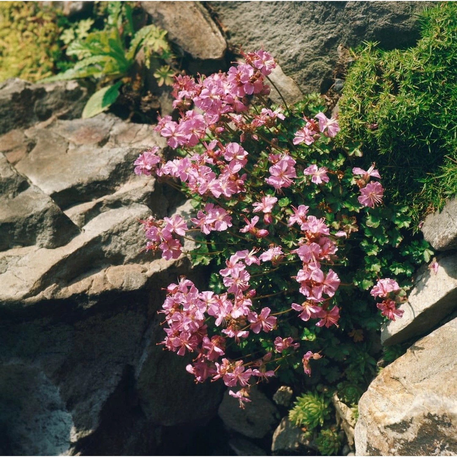 Geranium Dalmaticum Bressingham Pink Dalmatiner Storchschnabel Ca. 9x9 cm T günstig online kaufen