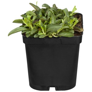 Ehrenpreis Blauteppich Nana im 9 cm Topf, grüne Blätter. Bodendecker für sonnige Standorte.