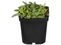 Ehrenpreis 'Blaufuchs' (Veronica Spicata) – Blaue Blütenstaude Im 9cm Topf – Sonniger Standort
