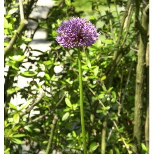 Nahaufnahme einer einzelnen, violetten Paukenschlegellauch-Blüte (Allium rosenbachianum) im Garten.